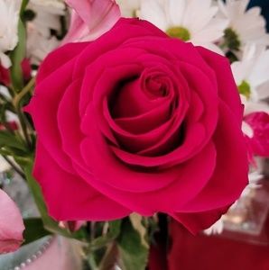 Meet your Posher, Pauly